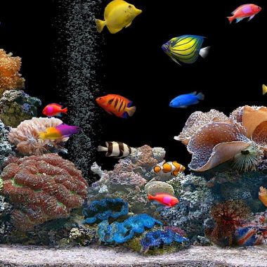 What to Know Before Buying an Aquarium