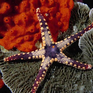 12 Surprising Facts About Starfish